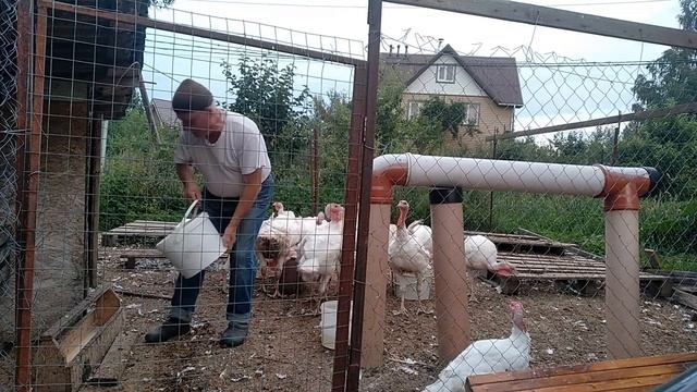 Индюки БИГ 6 от появления в хозяйстве до подготовки супового набора смотреть онлайн