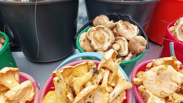 Омск Береговой Грибы и ягоды