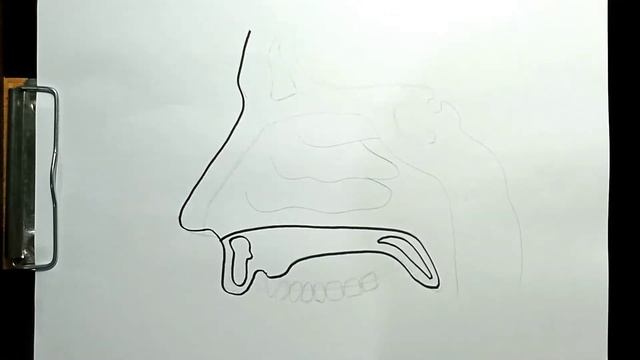 How to Draw Human Nose Anatomy смотреть онлайн