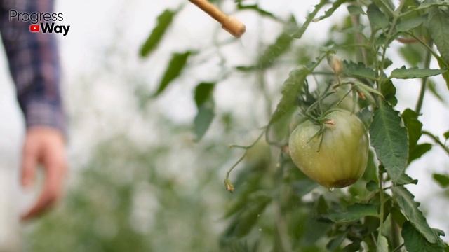 Помидоры Не Болеют И Бурно Плодоносят Обрабатываю Этим Средством! смотреть онлайн