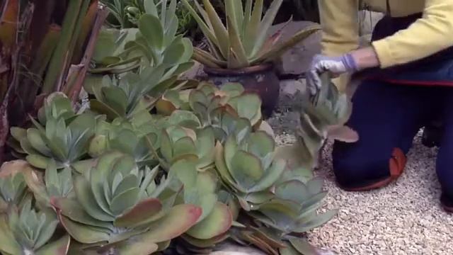 How to Take Cuttings to Clone Succulents смотреть онлайн