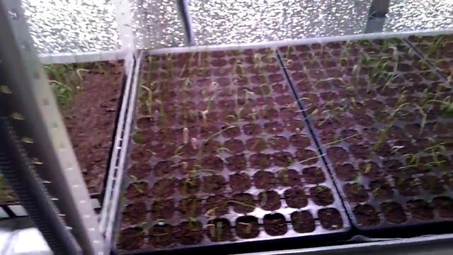 Обзор гидропонной установки для зелени Богатый урожай смотреть онлайн