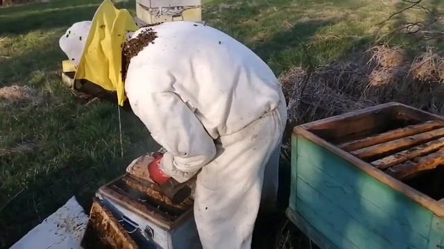 Прошлогодний зимовалый мед. Тот мед, который был в старину. Дикий мед от диких пчёл смотреть онлайн