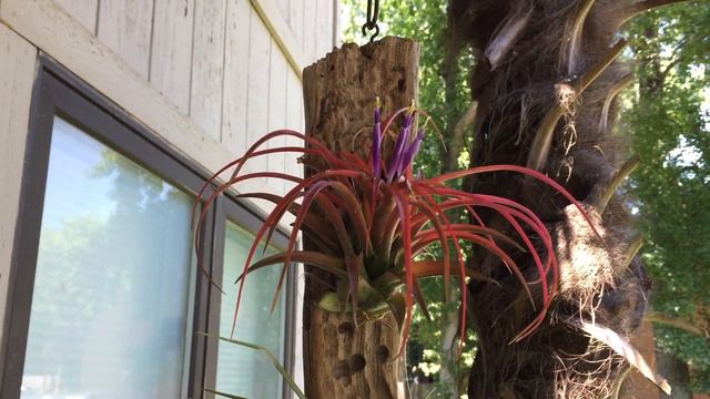 Blooming Tillandsia Ionantha on driftwood смотреть онлайн