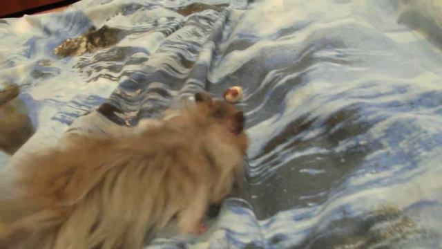 Жадный хомяк смотреть онлайн