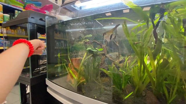 Золота рибка! Goldfish! #videoforkids смотреть онлайн