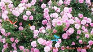 Роза канадская парковая Джон Дэвис (john davis) ? обзор: как сажать, саженцы розы Джон Дэвис