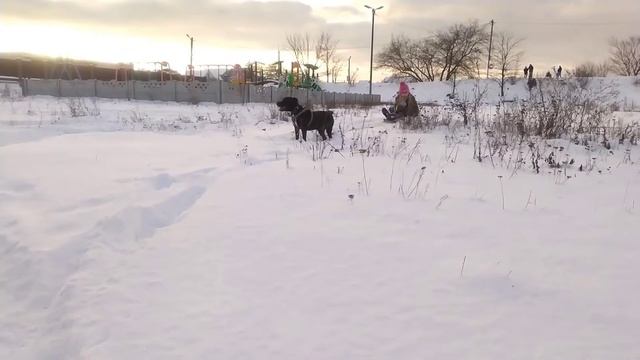 Американский Питбультерьер. смотреть онлайн