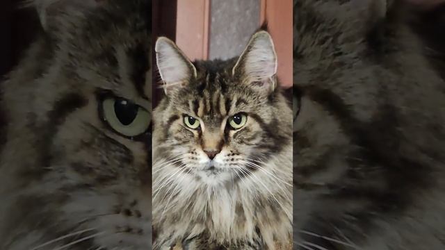 Мейн кун. Кот Джокер и его жены. смотреть онлайн