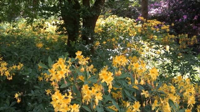 Meditation Relax Music. Природа, раслабление. Botanische Garten. Успокаивающая музыка смотреть онлайн