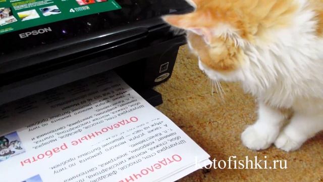 Кот ловит бумагу в принтере | Cat vs Printer смотреть онлайн