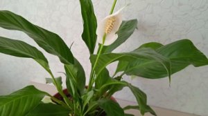 Как подкармливаю спатифиллум для пышной листвы и цветения  #спатифиллум