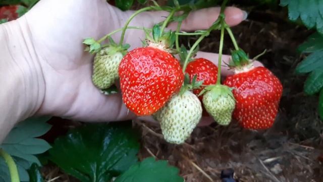 Строительная Мозголомка