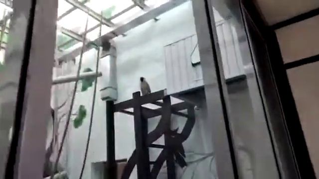 Зеленые мартышки осваиваются в новом вольере смотреть онлайн