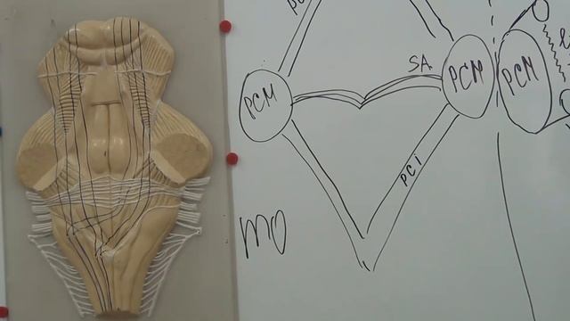 Ромбовидная ямка рисунок на доске