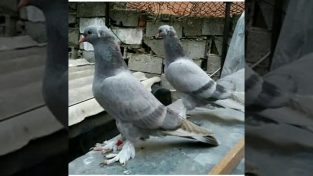ГОЛУБИ ТУРЕЦКИЕ БОЙНЫЕ И НЕМНОГО ДЕКАРАТИВНИ смотреть онлайн
