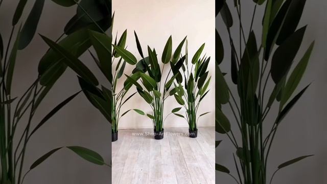 ? Стрелиция Николая мелколистная без цветов 160 см. смотреть онлайн