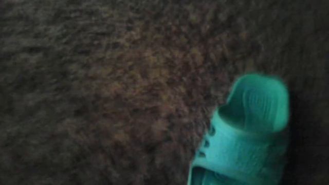 Мой ретривер Томба