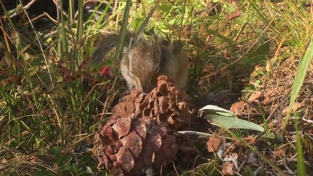 Бурундук делает запасы на зиму. Алтай, Казахстан смотреть онлайн