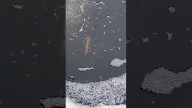 Форель зимует отлично. смотреть онлайн