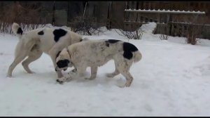 Вязка азиатов. Алабаи Малихат Намыс и Безет Асыл.