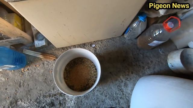 СУПЕР КОРМ ДЛЯ ВАШИХ ГОЛУБЕИ l Best food for Pigeon смотреть онлайн