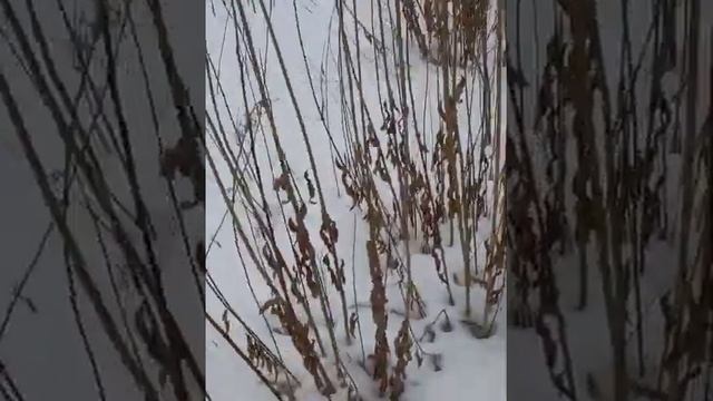Собираем дикий прут для плетеного дерева смотреть онлайн
