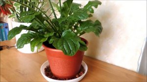 Уход за Герберой. Делюсь опытом.