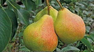 Груша Памяти Яковлева