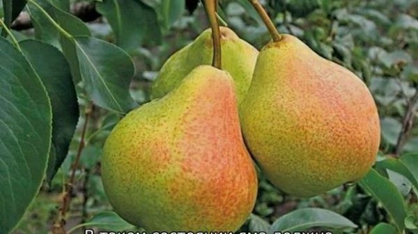 Груша Памяти Яковлева