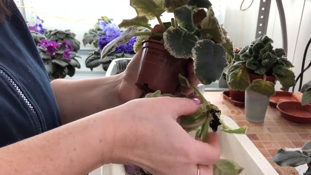 Пересадка и омоложение фиалок. Часть 2. смотреть онлайн