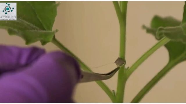 What are Robo Plants?|Singapore’s scientist developed Robo Plants |#UPSC#CurrentAffairs смотреть онлайн