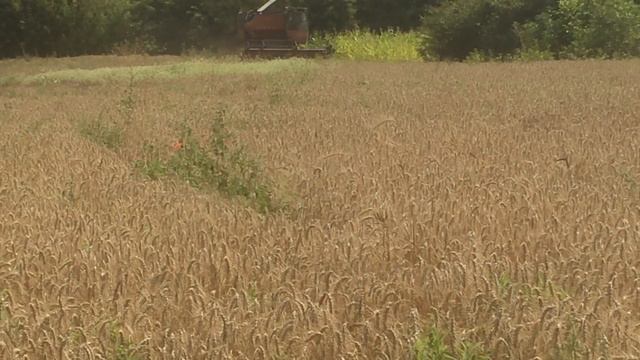 Уборка огорода Нива СК-5. 17.07.19 смотреть онлайн