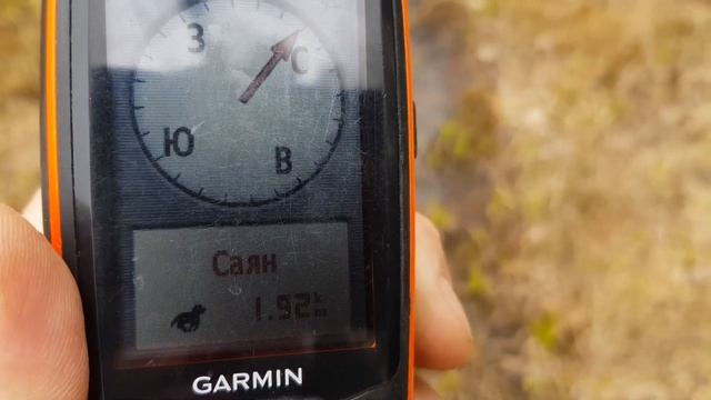 Натаска Русско Европейской лайки Саян нашел лосей смотреть онлайн