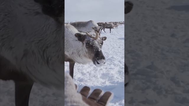 🤔 Самое большое стадо домашнего северного оленя смотреть онлайн