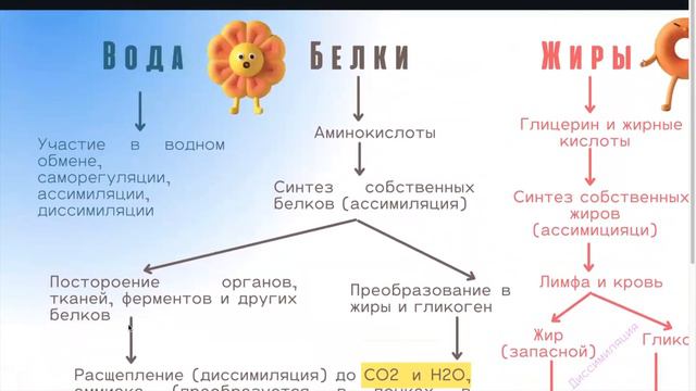 Обмен веществ смотреть онлайн