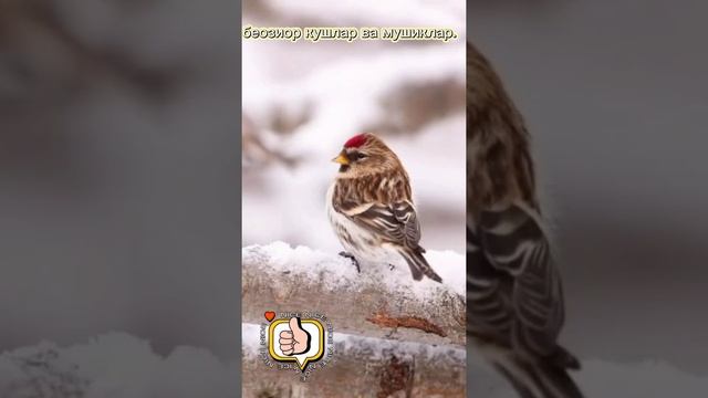 мушик ва киушилар. смотреть онлайн