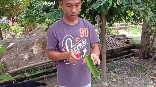 Proper way to plant Dragon Fruit For Grafting| Moon Cactus | Variegated Cactus | How To Graft Cactu смотреть онлайн