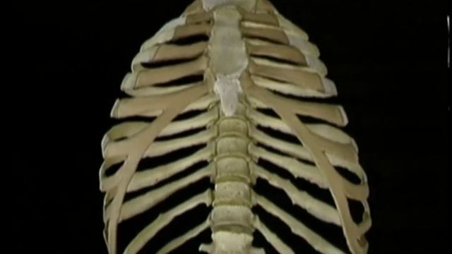 Кости_3_2 - Кости грудной клетки смотреть онлайн