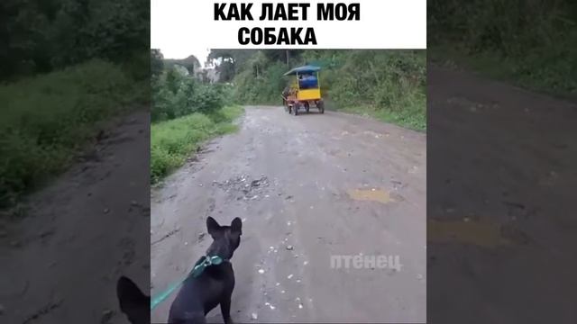Как лает моя собака смотреть онлайн