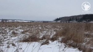 Загонная охота на кабана. Орловская область. О/Х "Селькин пруд".