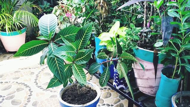 Beautiful Plant - Sanchezia || Care of Sanchezia Plant || Indoor Plant || My Beautiful Garden смотреть онлайн
