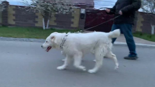 Щенки алабая Джуна и Елизавета на прогулке . Эти щенки ждут владельцев 😉 смотреть онлайн