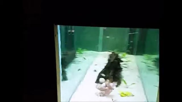 Custom Aquarium LED Ligthts From Toyota Corolla Headlights