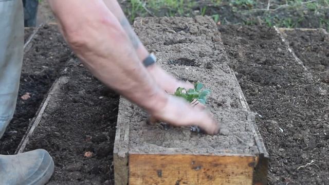 Грядка пирамида для клубники своими руками. смотреть онлайн