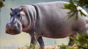 Звук бегемота, крик бегемота | Sound hippo, hippopotamus cry