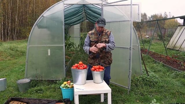 Собрали САМЫЙ БОЛЬШОЙ урожай помидоров! смотреть онлайн