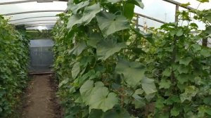 Обзор теплицы Сколько можно Заработать с 50м.2 Ветром не Сдуло Снегом не Сломало Элементарный Бизне