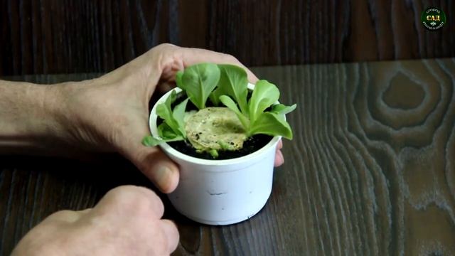 Свои семена из капусты смотреть онлайн