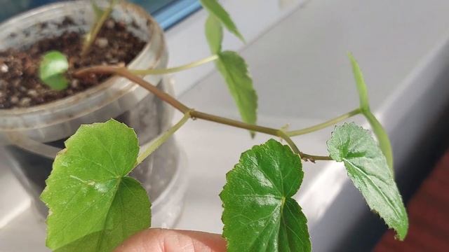 #Побеги#эустомы#через 10 дней#после#посева. смотреть онлайн